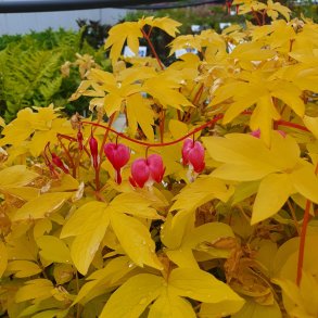 Lamprocapnos spectabilis 'Gold Heart'. <br/>Ljtnantshjerte