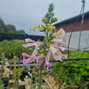 Digitalis x isoplexis 'Apple Blossom'. <br/>Fingerbl