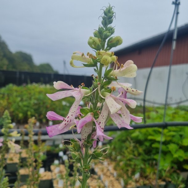 Digitalis x isoplexis 'Apple Blossom'. <br/>Fingerbl