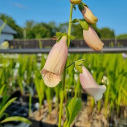 Digitalis purpurea 'Sutton's Apricot'. <br/>Fingerb�l