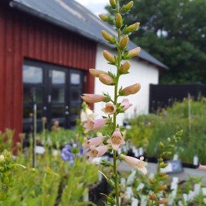 Digitalis 'Glory of Roundway'. <br/>Fingerb�l