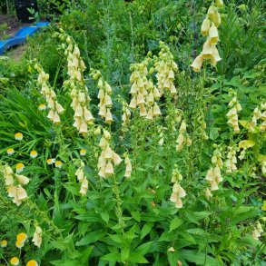 Digitalis grandiflora. <br/>Fingerb�l