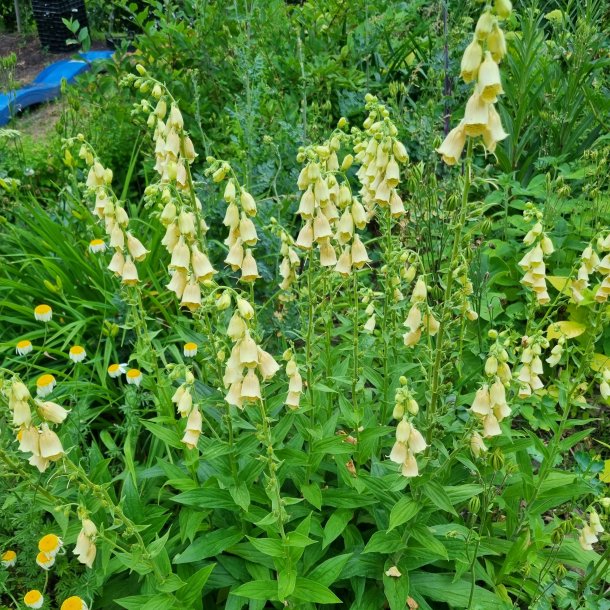 Digitalis grandiflora. <br/>Fingerb�l