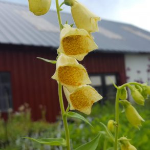 Digitalis grandiflora. <br/>Fingerb�l