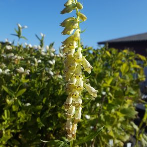 Digitalis lutea. <br/>Fingerb�l