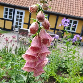 Digitalis x mertonensis.<br/>Fingerb�l