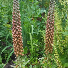Digitalis parviflora 'Milk Chocolate'. <br/>Fingerbl