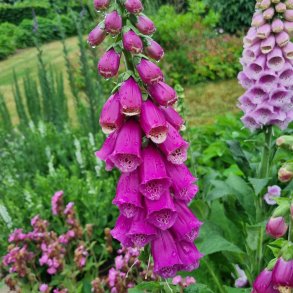 Digitalis purpurea. <br/>Fingerb�l