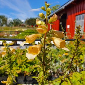 Digitalis 'Spice Island'. <br/>Fingerb�l