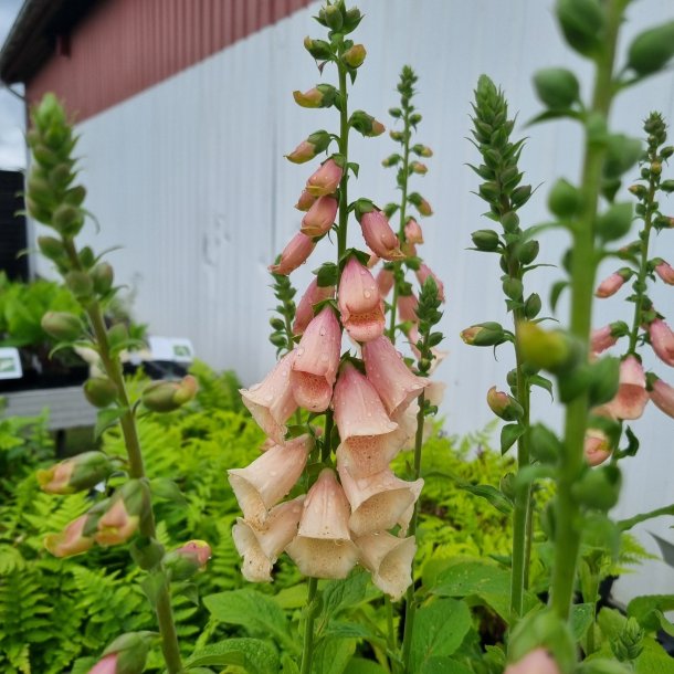 Digitalis purpurea 'Sutton's Apricot'. <br/>Fingerb�l