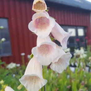 Digitalis purpurea 'Sutton's Apricot'. <br/>Fingerb�l