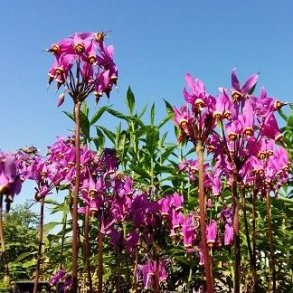 Dodecatheon meadia. <br/> Gudeblomst