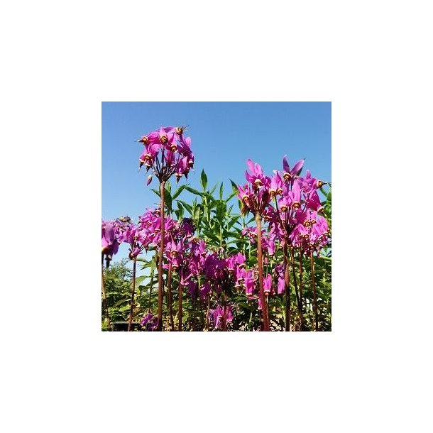 Dodecatheon meadia. <br/> Gudeblomst