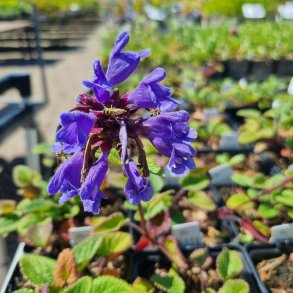 Dracocephalum rupestre. <br/> Dragehoved