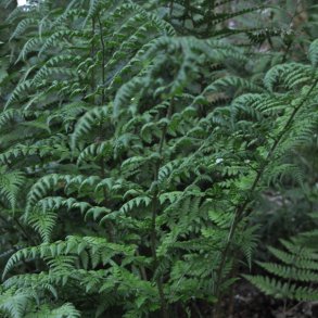 Dryopteris dilatata. <br/>Bredbladet mangel�v