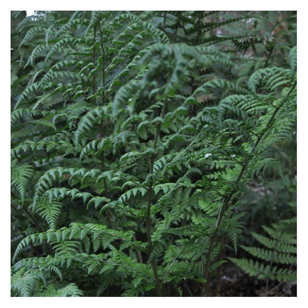 Dryopteris dilatata. <br/>Bredbladet mangel�v