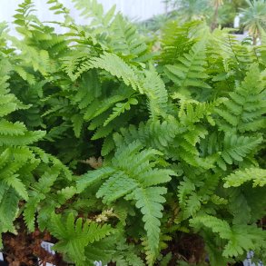 Dryopteris filix-mas. <br/>Mangelv