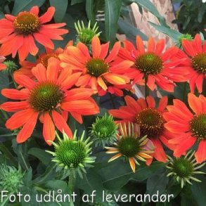 Echinacea SOMBRERO 'Flamenco Orange'. <br/>Purpursolhat