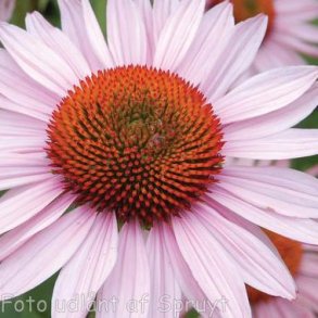 Echinacea purpurea 'Hope'. <br/>Purpursolhat