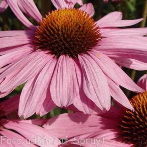 Echinacea purpurea 'Primadonna Deep Rose'. <br/>Purpursolhat