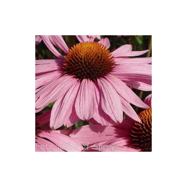 Echinacea purpurea 'Primadonna Deep Rose'. <br/>Purpursolhat