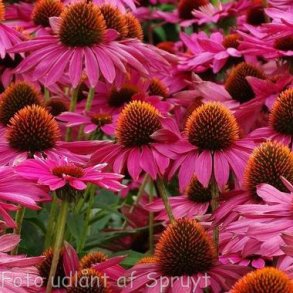 Echinacea purpurea 'JS Purple Prairie'. <br/>Purpursolhat