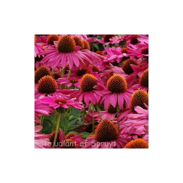 Echinacea purpurea 'JS Purple Prairie'. <br/>Purpursolhat