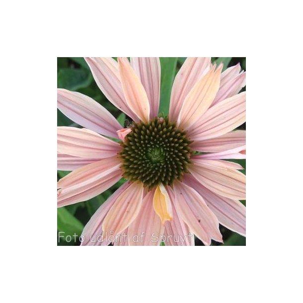 Echinacea SunSeekers 'Salmon'. <br/>Purpursolhat