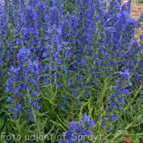 Echium vulgare. <br/>Slangehoved