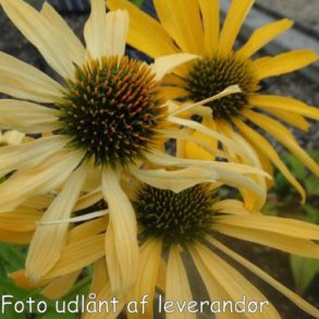 Echinacea purpurea 'JS Yellow Prairie'. <br/>Purpursolhat