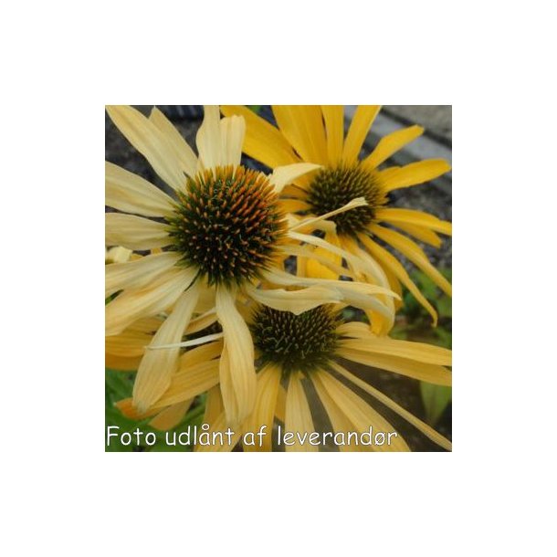 Echinacea purpurea 'JS Yellow Prairie'. <br/>Purpursolhat
