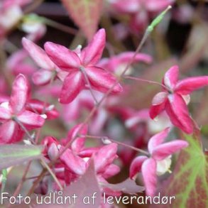 Epimedium x rubrum. <br/>Bispehue