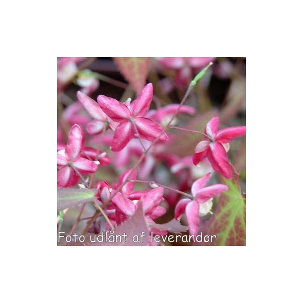 Epimedium x rubrum. <br/>Bispehue