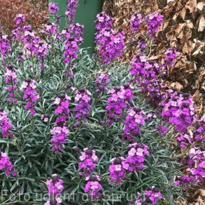 Erysimum hybride 'Bowles Mauve'. <br/>Gyldenlak