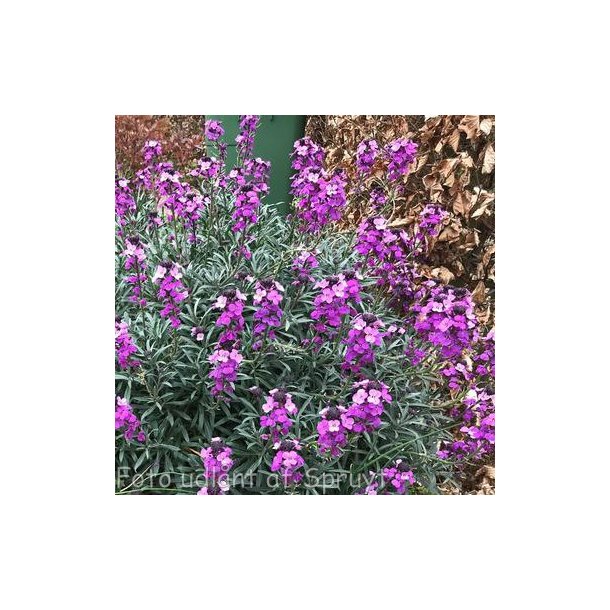 Erysimum hybride 'Bowles Mauve'. <br/>Gyldenlak