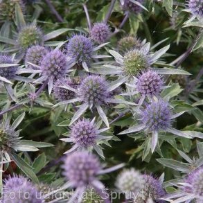 Eryngium planum. <br/>Russisk mandstro