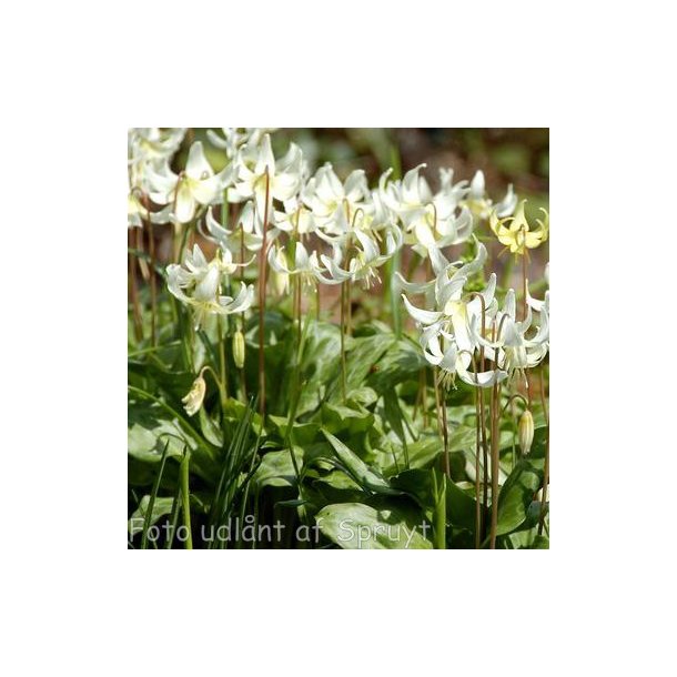 Erythronium revolutum 'White Beauty'. <br/>Hundetand