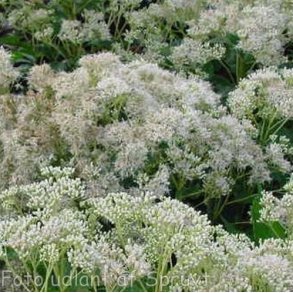 Eutrochium fistulosum 'Massive White'. <br/>Hjortetr�st