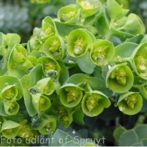 Euphorbia myrsinites. <br/>Vortem�lk