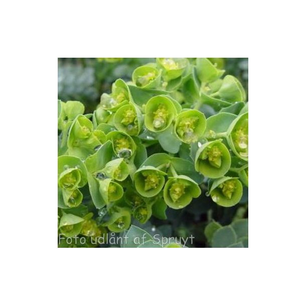 Euphorbia myrsinites. <br/>Vortem�lk