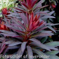 Euphorbia characias subsp. wulfenii 'Purple and Gold'. <br/> Vortem�lk