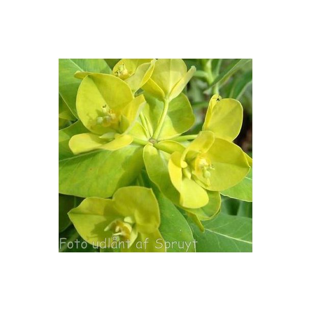 Euphorbia schillingii. <br/>Vortemlk