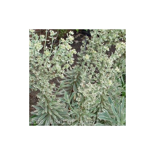 Euphorbia characias 'Silver Swan'. <br/>Vortemlk