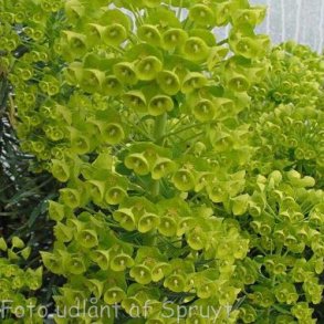 Euphorbia characias subsp. wulfenii. <br/>Vortemlk