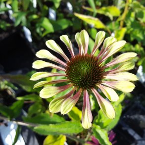 Echinacea purpurea 'Green Twister'. <br/>Purpursolhat