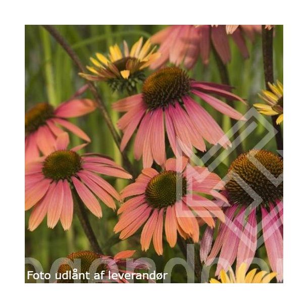 Echinacea purpurea 'Summer Cocktail'. <br/>Purpursolhat