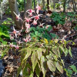 Epimedium 'Domino'. <br/>Bispehue