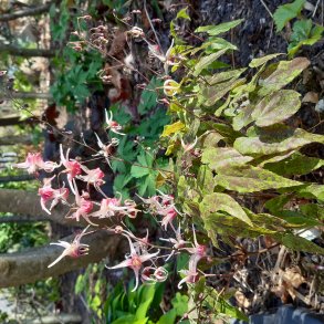 Epimedium 'Domino'. <br/>Bispehue