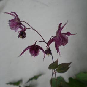 Epimedium grandiflorum 'Lilafee'. <br/>Bispehue