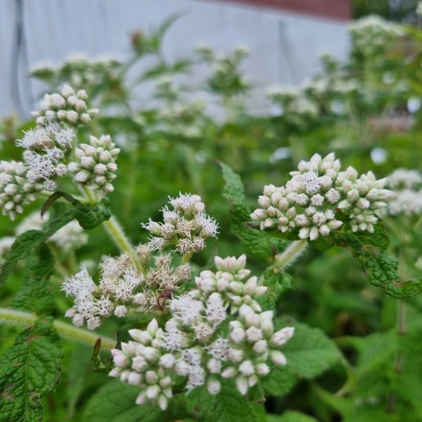 Eupatorium perfoliatum. <br/>Hjortetrst